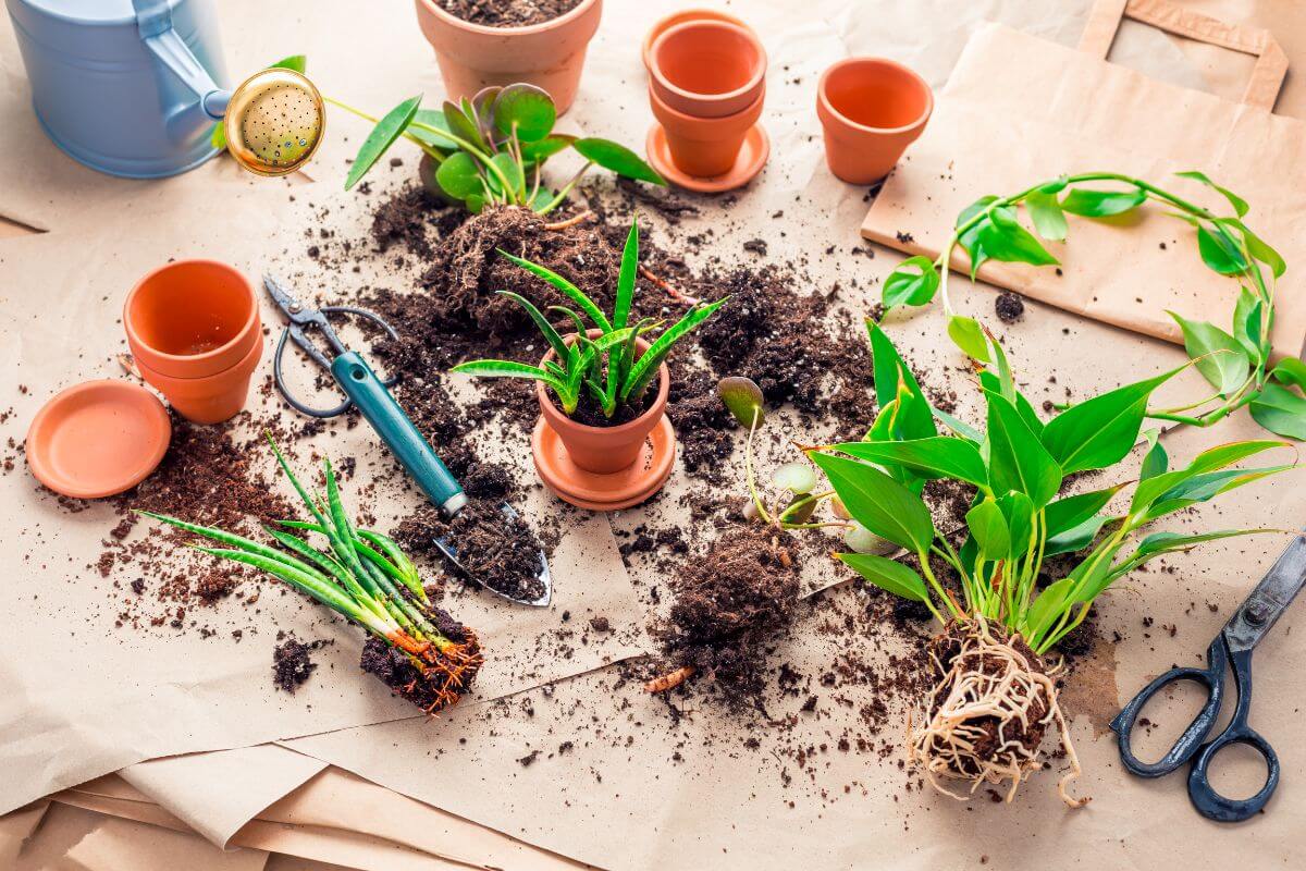 A table covered with brown paper and gardening tools, featuring potted plants, loose soil, and small gardening pots.