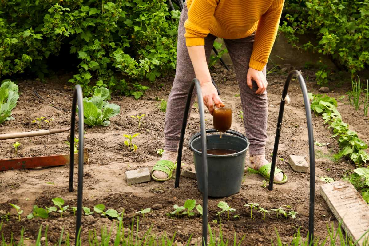 A person in a yellow sweater and gray pants is watering young plants in a garden with a brown liquid from a jar, likely organic fertilizers for the vegetable garden. They are standing on a path surrounded by greenery.