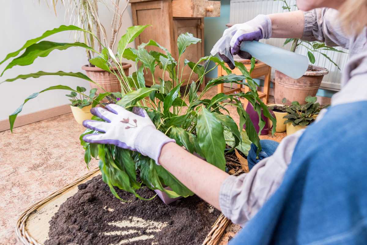 A person wearing gloves is misting a leafy peace lily plant with a fertilizer spray bottle.