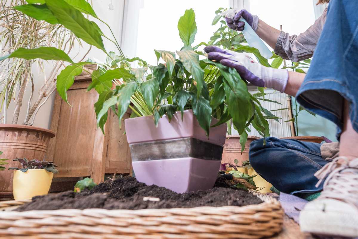 A person wearing gloves fertilizing a peace lily plant with a spray.