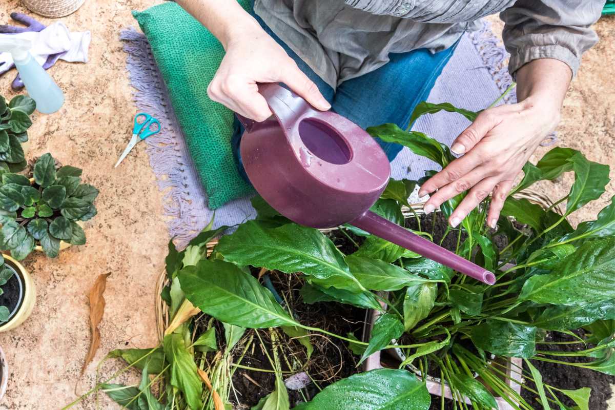 A person is sitting on a mat while watering a peace lily plant with a purple watering can.