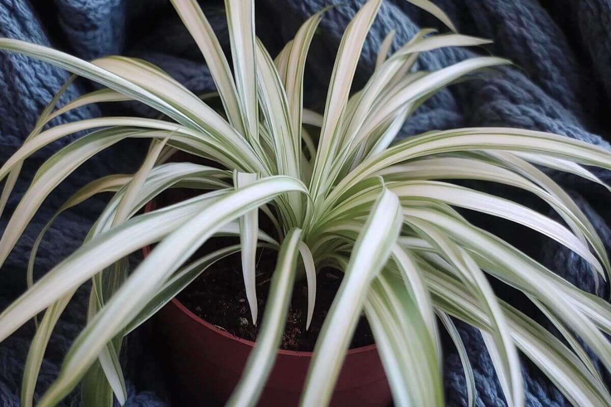 Close-up of a Spider Plant with long, arching pale leaves, featuring white stripes down the center and green edges.