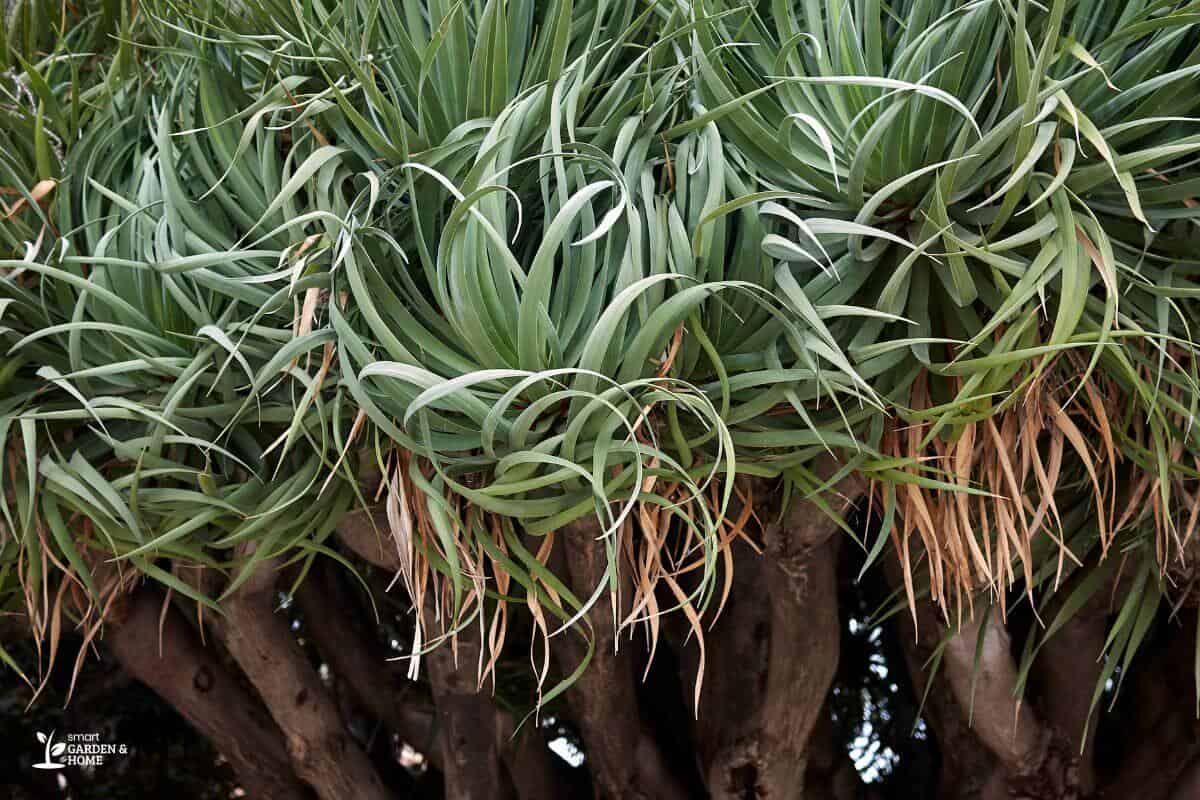 Pandanus Plant