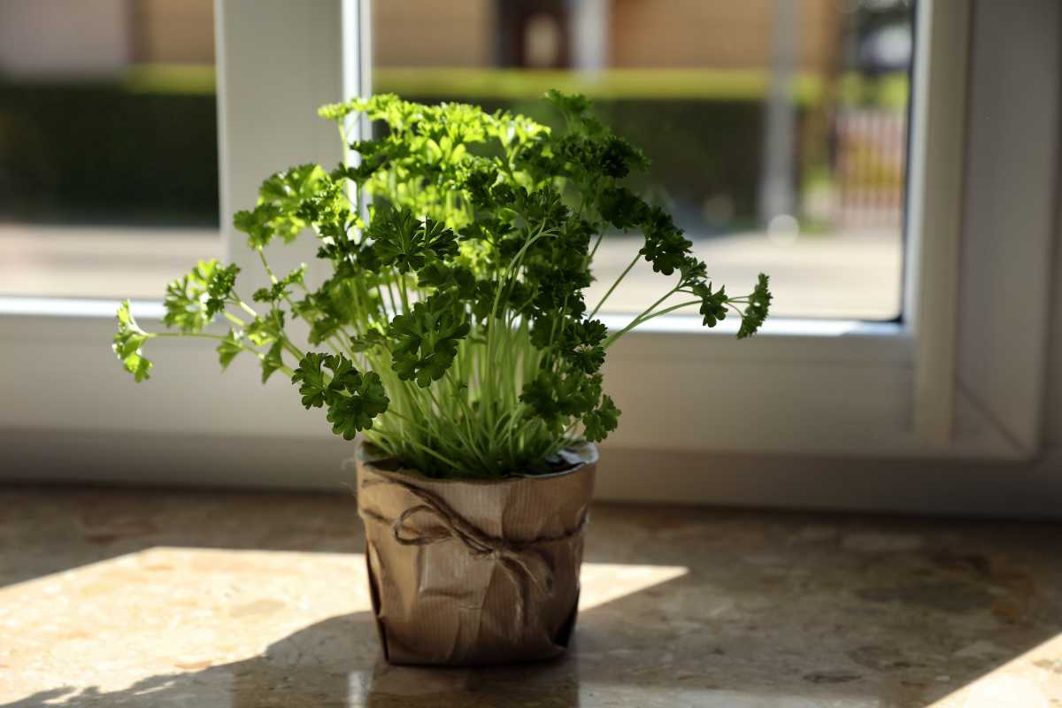 A small potted parsley plant sits on a sunlit windowsill. 