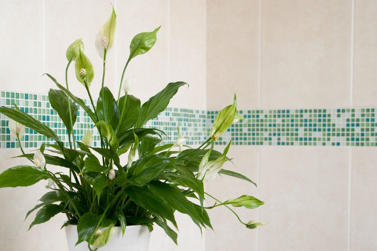 A potted peace lily with lush green leaves and white blooms, although some flowers are turning green, against a beige tiled wall with a decorative green mosaic tile border.