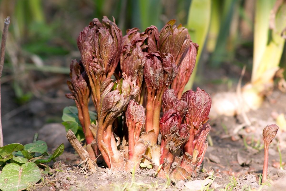 A cluster of young, red peony shoots emerging from the soil in a garden.