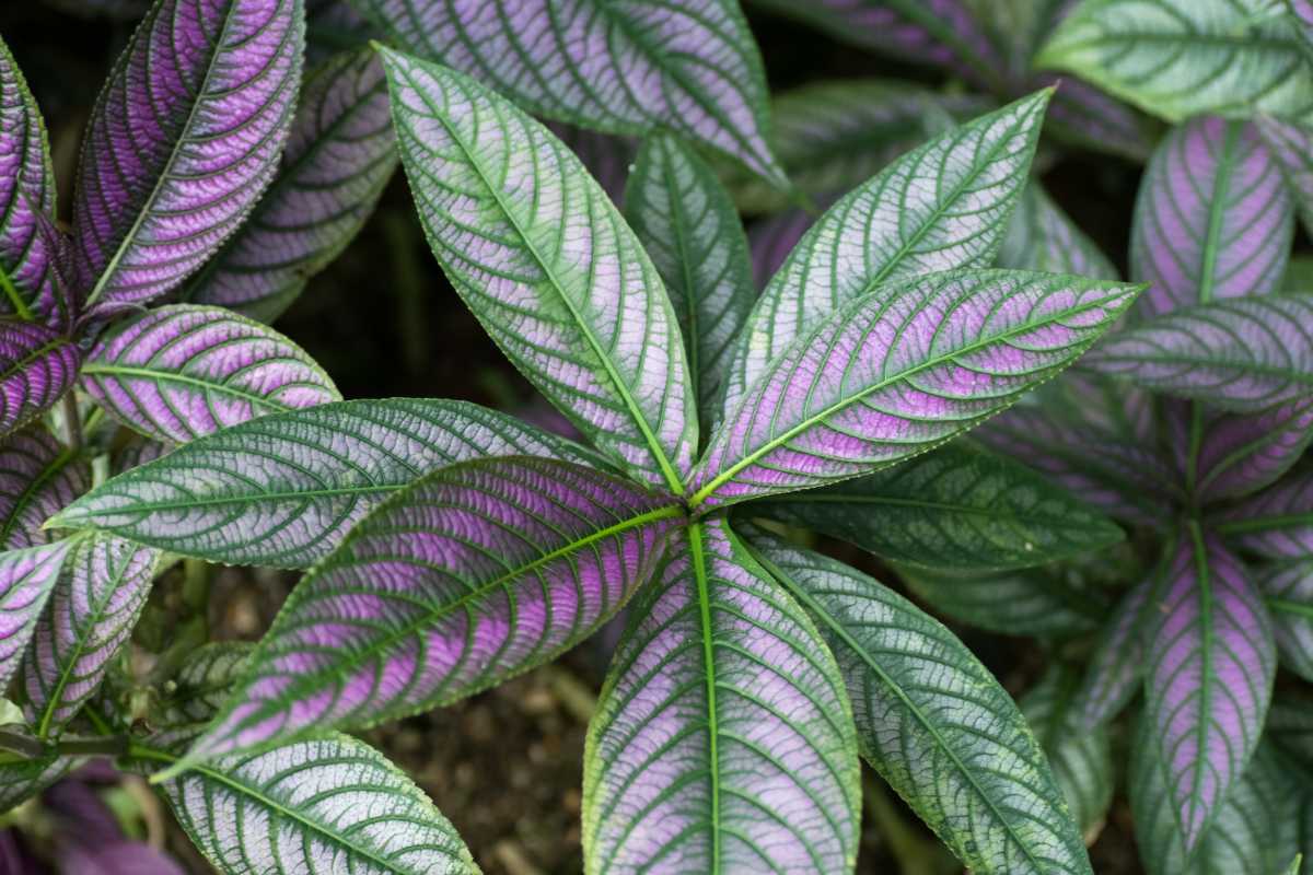 Persian shield with purple and green leaves displaying stunning venation. 