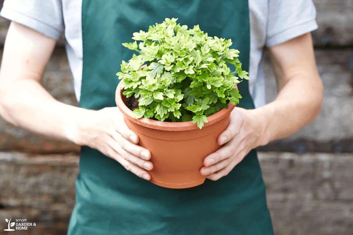 Person Holding a Potted Plant