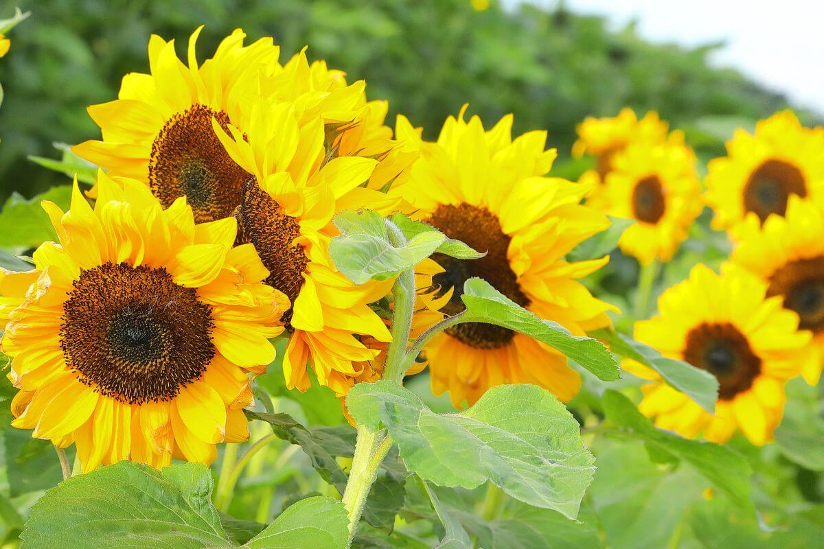 Bright yellow sunflowers with large brown centers bloom in a lush green field under a clear sky. 