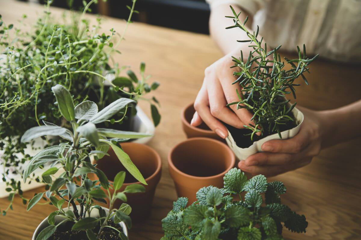 A person transplanting small herb plants from white pots into larger terracotta pots on a wooden table.