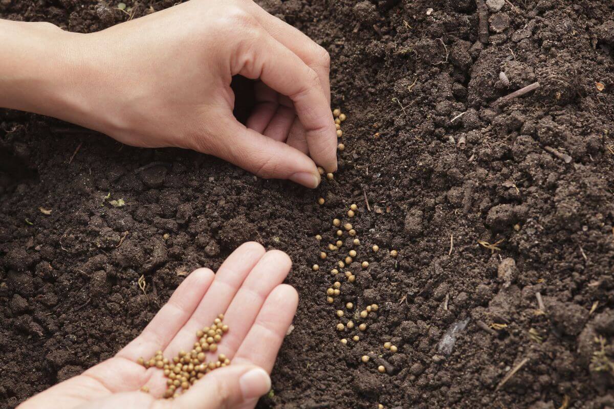 Close-up of two hands planting cilantro seeds into the soil.