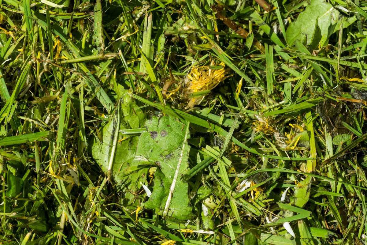 Close-up of freshly cut grass with scattered yellow dandelion flowers and green leaves. 