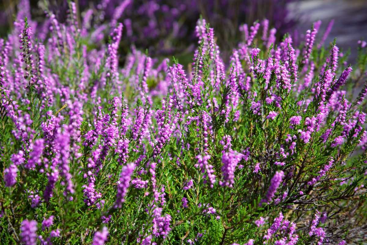 A dense cluster of vibrant purple heather flowers in full bloom, with long, slender stems and small leaves, fills the foreground. 