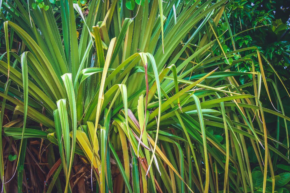 A close-up view of lush, vibrant green foliage of dracaena marginata with long, slender leaves.