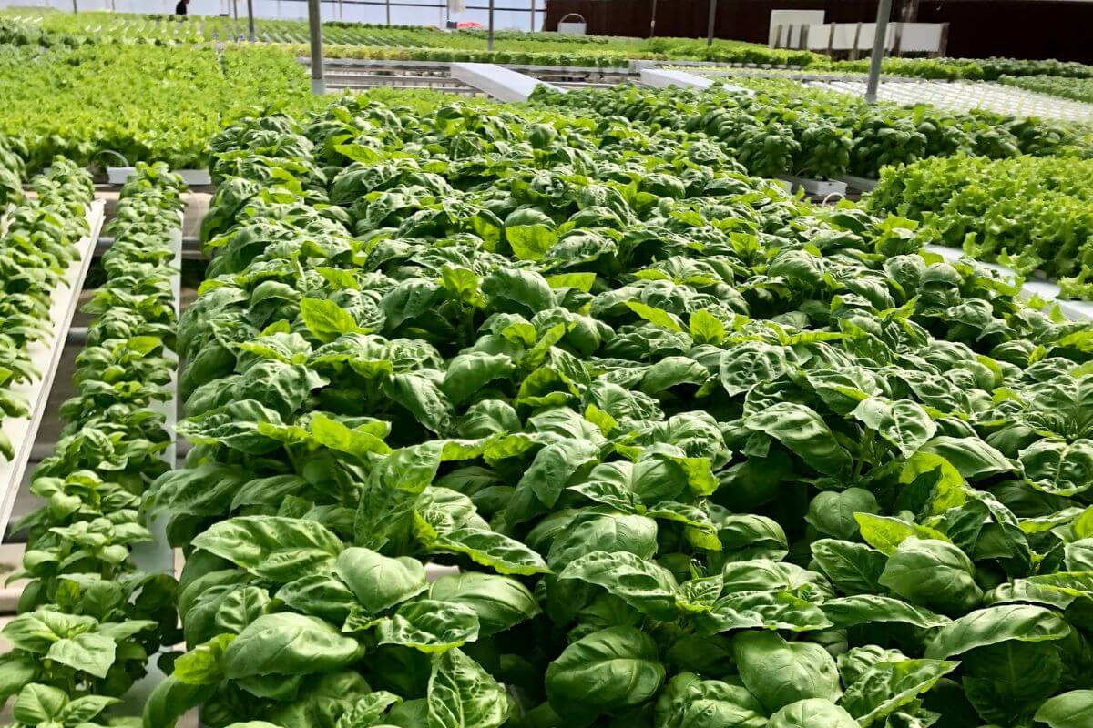 Rows of lush green basil growing in a hydroponic greenhouse.