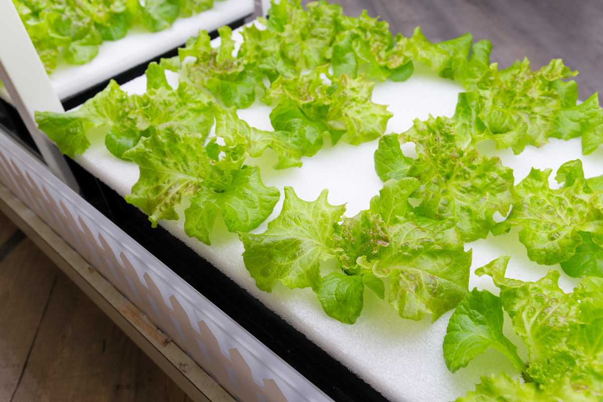 A close-up of a DWC hydroponic system utilizing deep water culture to grow fresh green lettuce. 