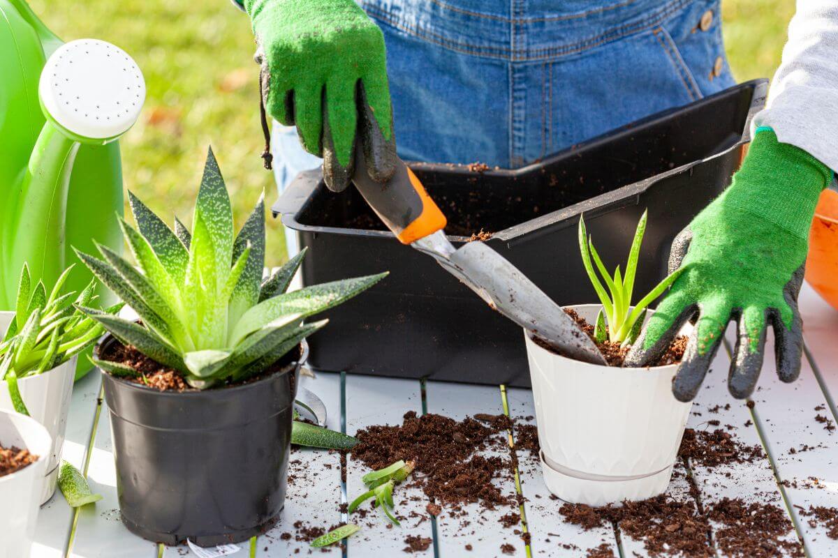 A person wearing green gloves repotting plants on a white table outdoors.