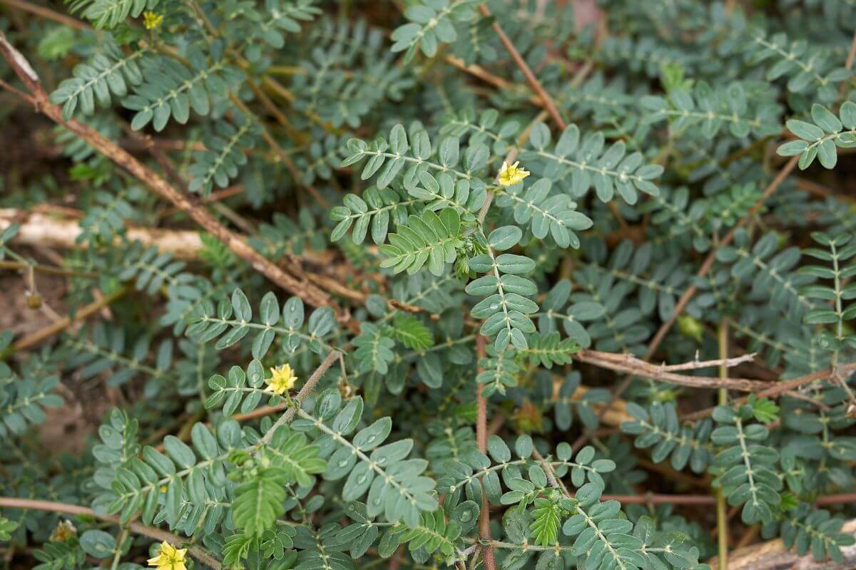 Puncture Vine with green fern-like leaves and small yellow flowers.