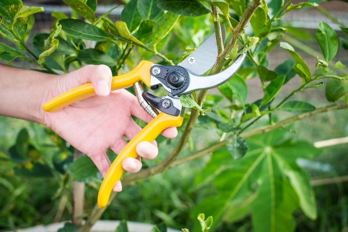 A person uses a pair of yellow-handled pruning shears, one of their essential gardening tools, to cut branches from a leafy green plant. 