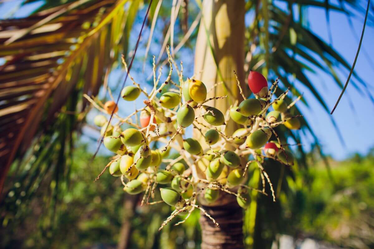 Close-up of a pygmy date palm tree with clusters of green and some ripening red fruits.