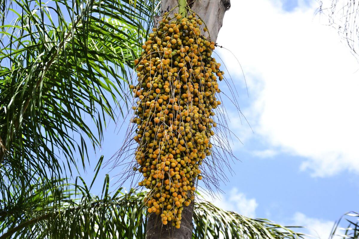 A tall queen palm trunk boasts a large cluster of small, ripe, orange-yellow fruits hanging from it.