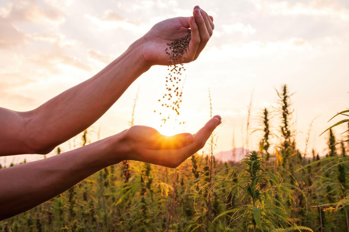 A pair of hands in a sunny field, letting organic seeds fall from one hand to the other.