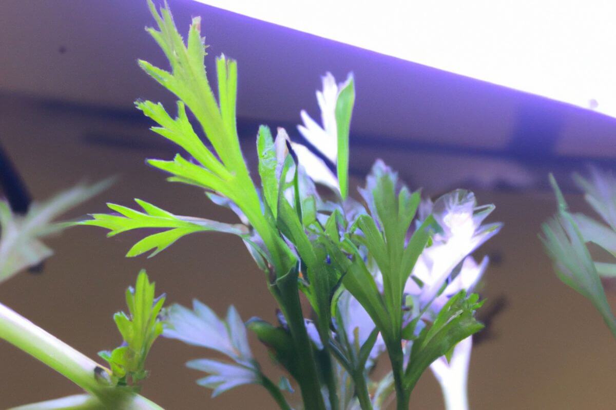 Close-up of vibrant green parsley leaves illuminated by a bright light, though the aerogarden lights not working cast a slight shadow. 