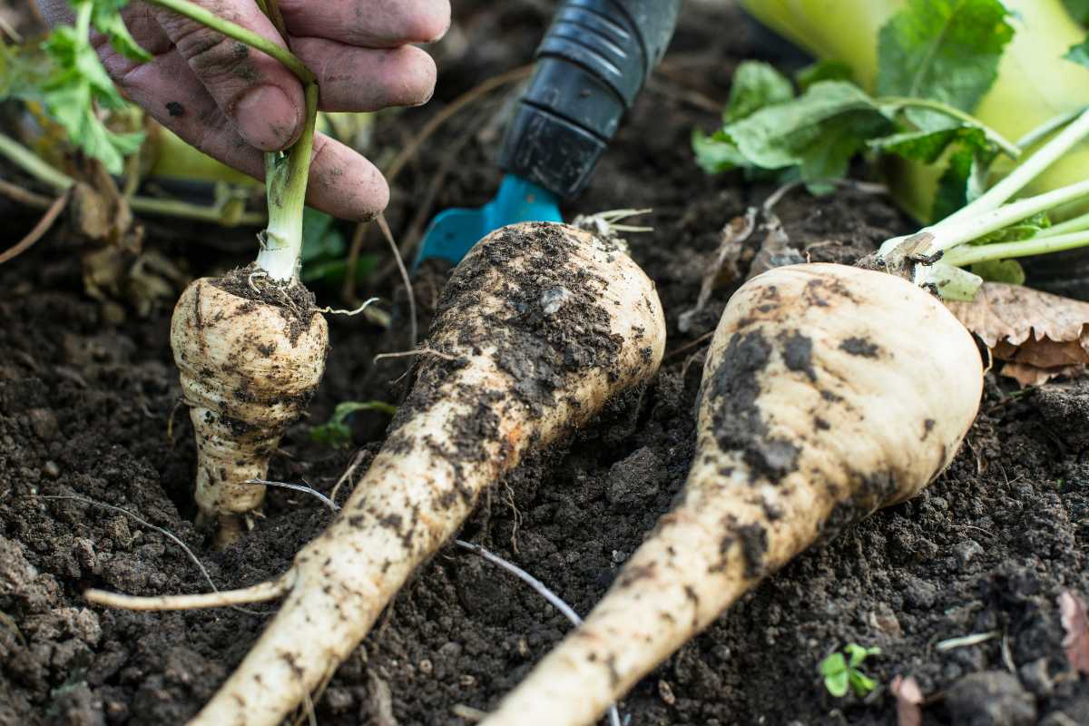 A hand harvesting parsnip from the soil in a garden. Three parsnips, covered in dirt, are seen, with one being held by the hand. 