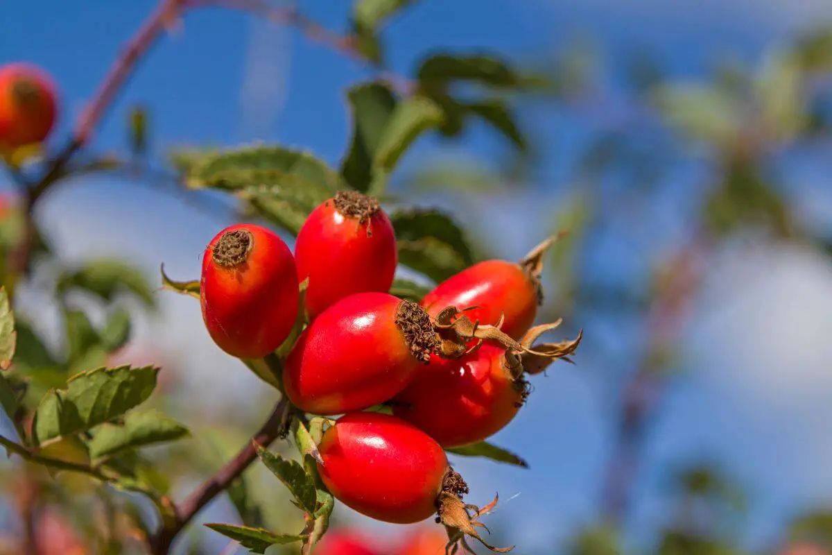 Vibrant Rose Hips clustered on a branch with green leaves against a bright blue sky. The edible winter berry is oval-shaped and have a smooth, glossy surface. 