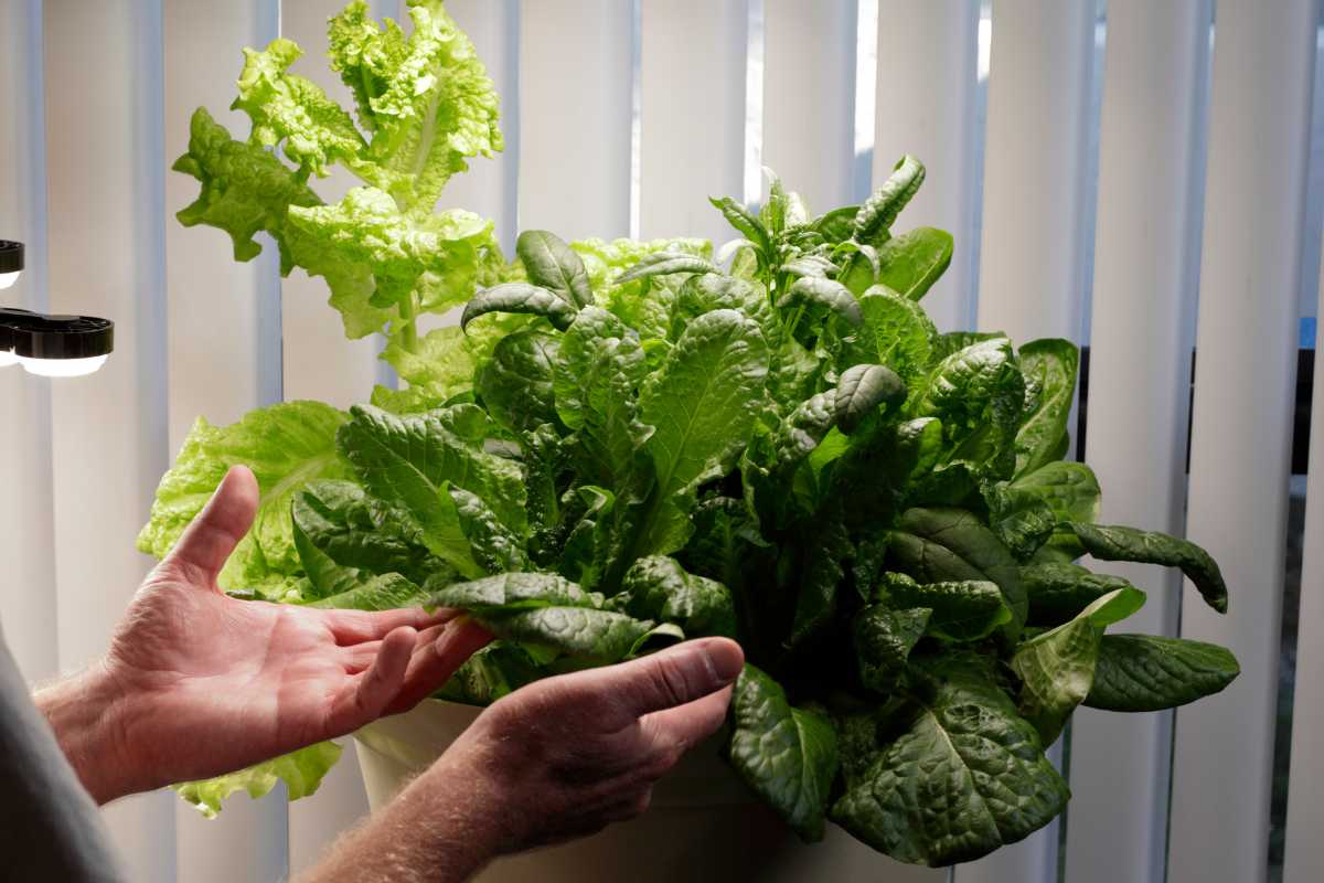 A person’s hands are partly visible holding lush, green leafy vegetables growing indoors. 
