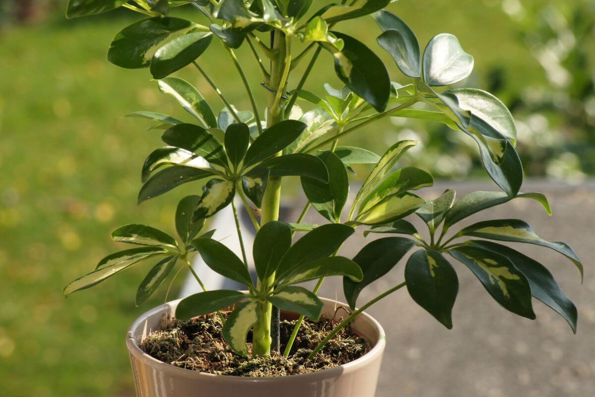 A potted schefflera plant with multiple green leaves, some featuring yellow variegation, is placed on a patio.