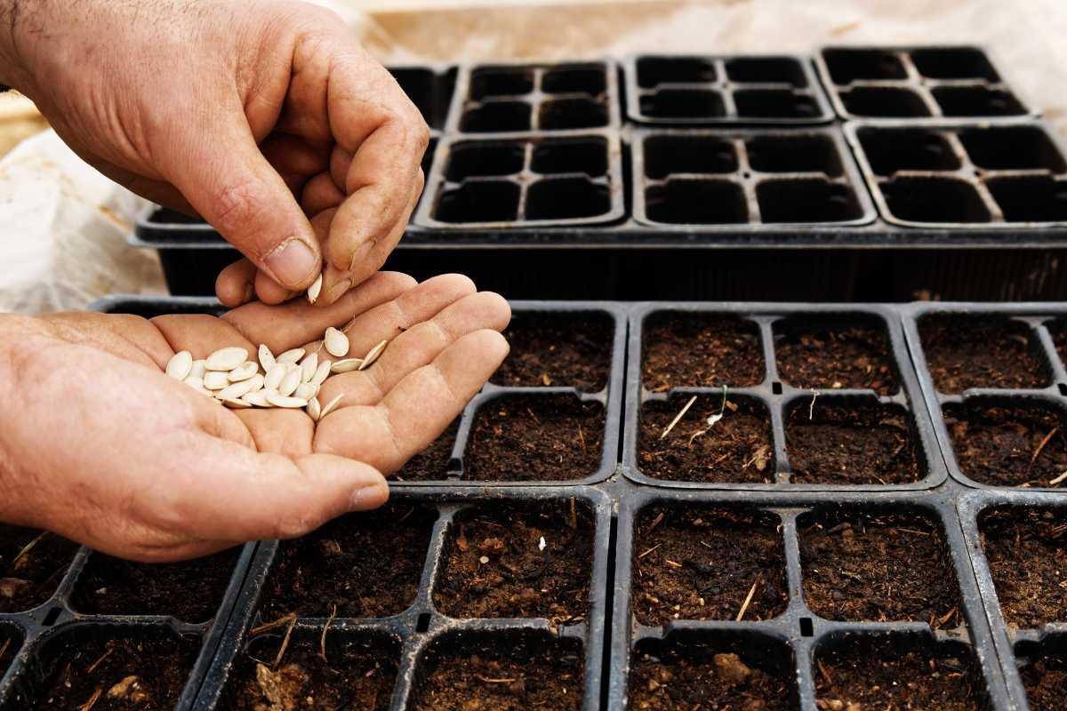 A pair of hands holding seeds over seed trays filled with potting soil for vegetables, preparing to plant them.