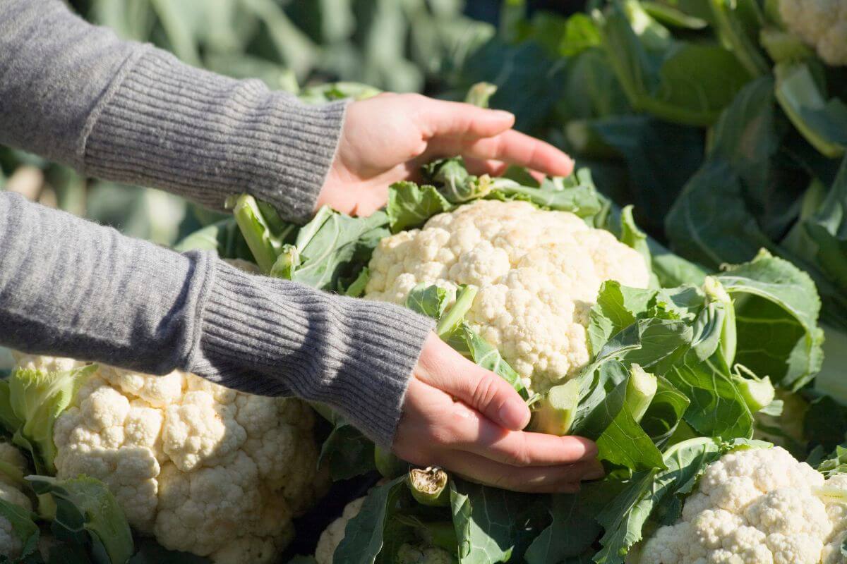 Two hands in gray sleeves gently holding a large head of cauliflower, nestled among green leaves.