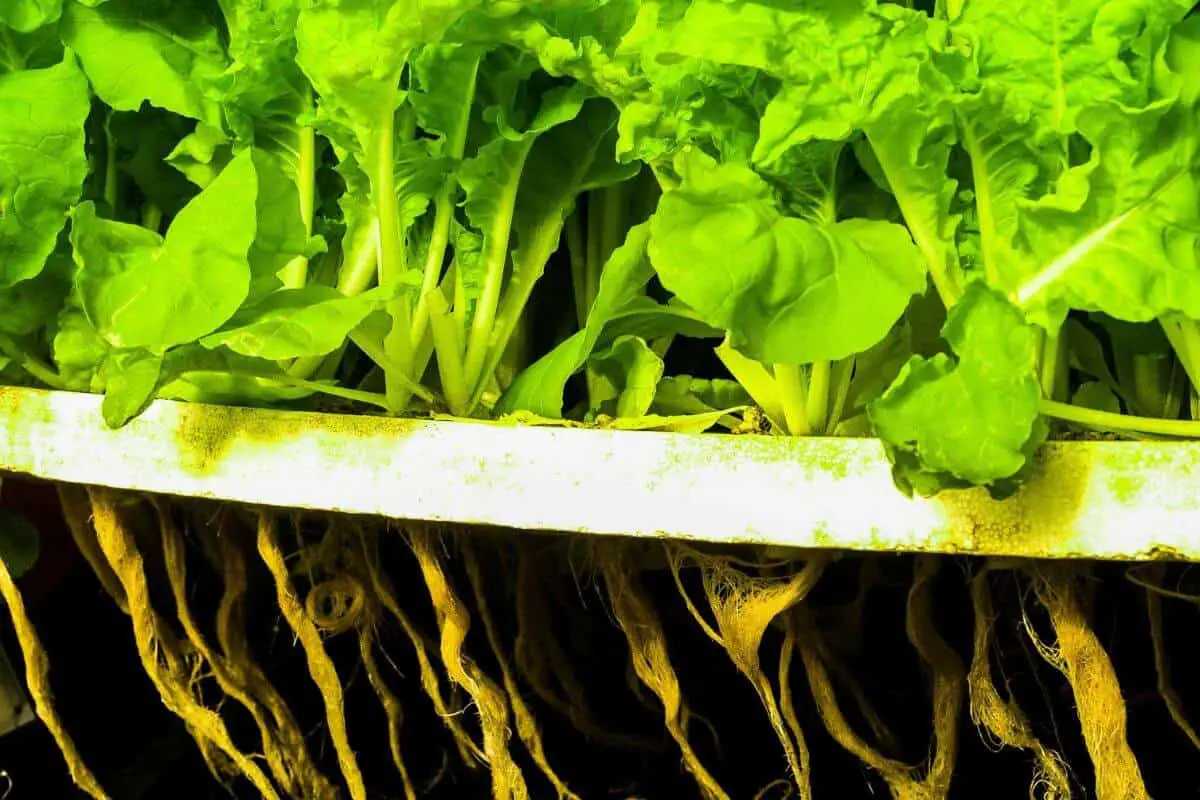 Shallow Roots in a Hydroponic System