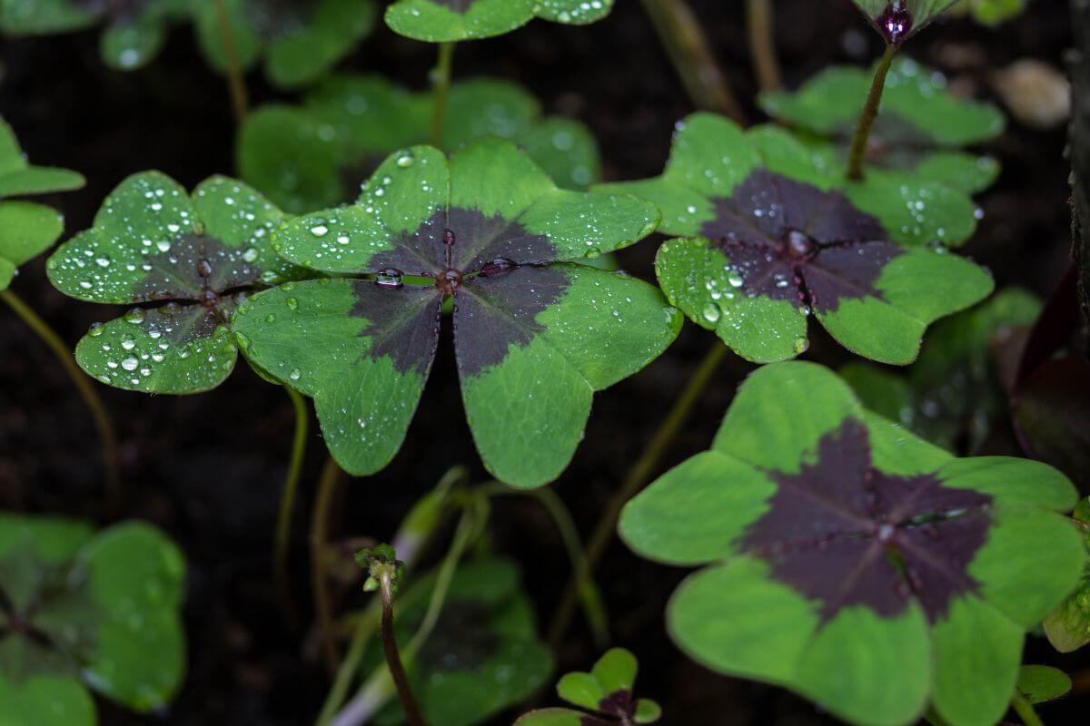 Close-up a shamrock plant with green leaves and dark maroon centers, covered in small water droplets.