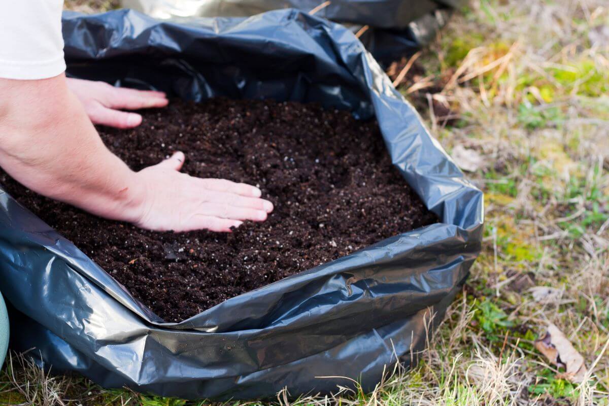 Hands pressing down soil in a black plastic bag, preparing it for planting organic potatoes.