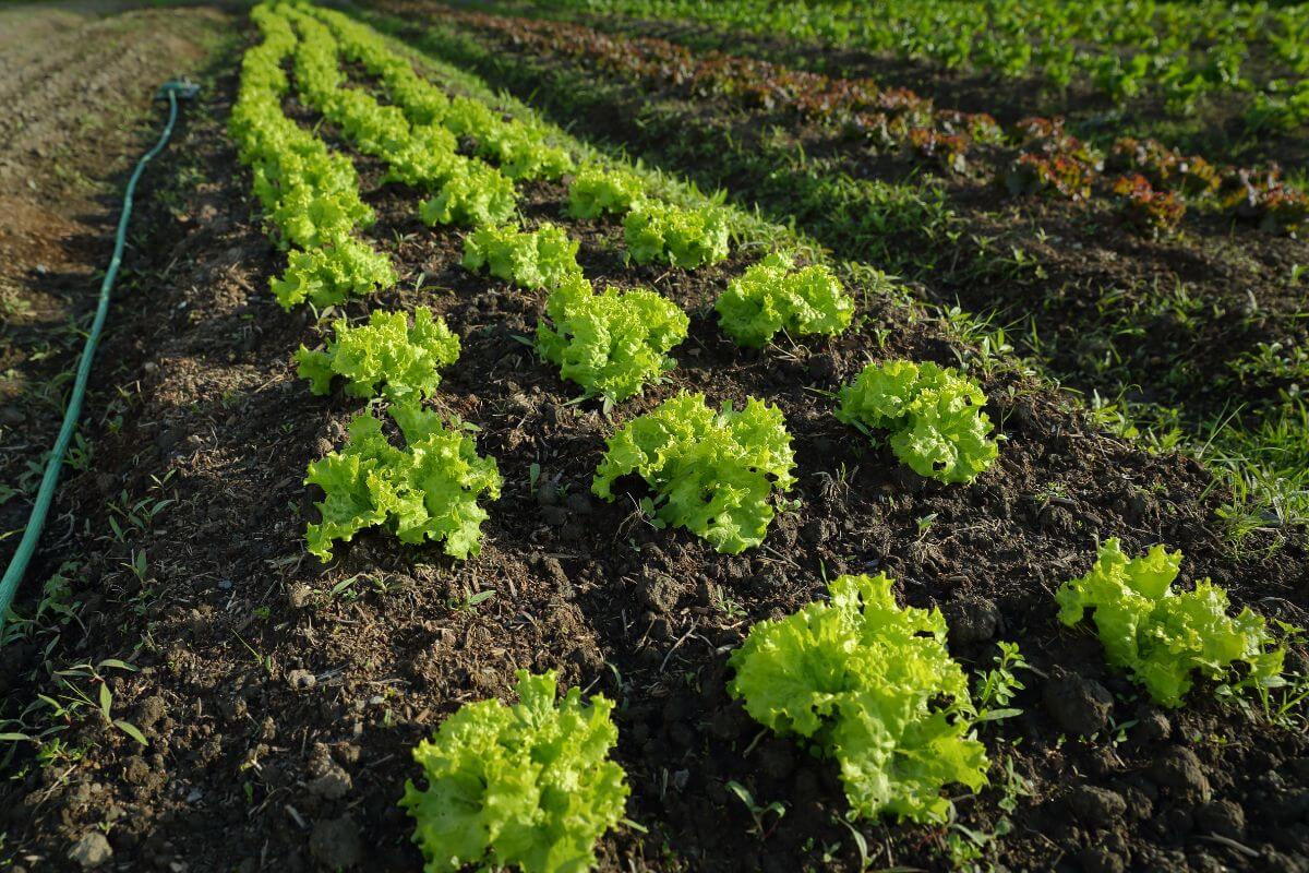 Rows of leafy green organic lettuce are growing in neatly organized patches of soil in a field.