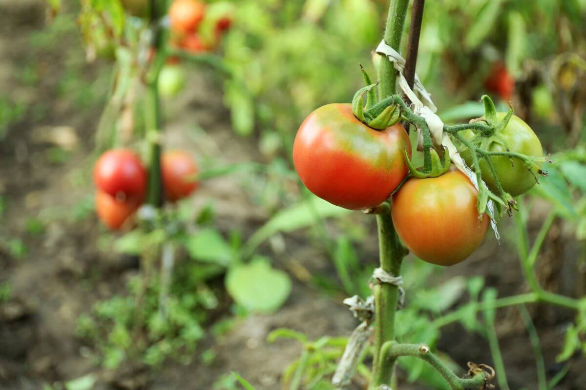 Close-up of tomato plants bearing ripe and unripe organic tomatoes, supported by stakes and white ties in a garden. The ground below is bare soil, with additional tomato plants visible in the background.