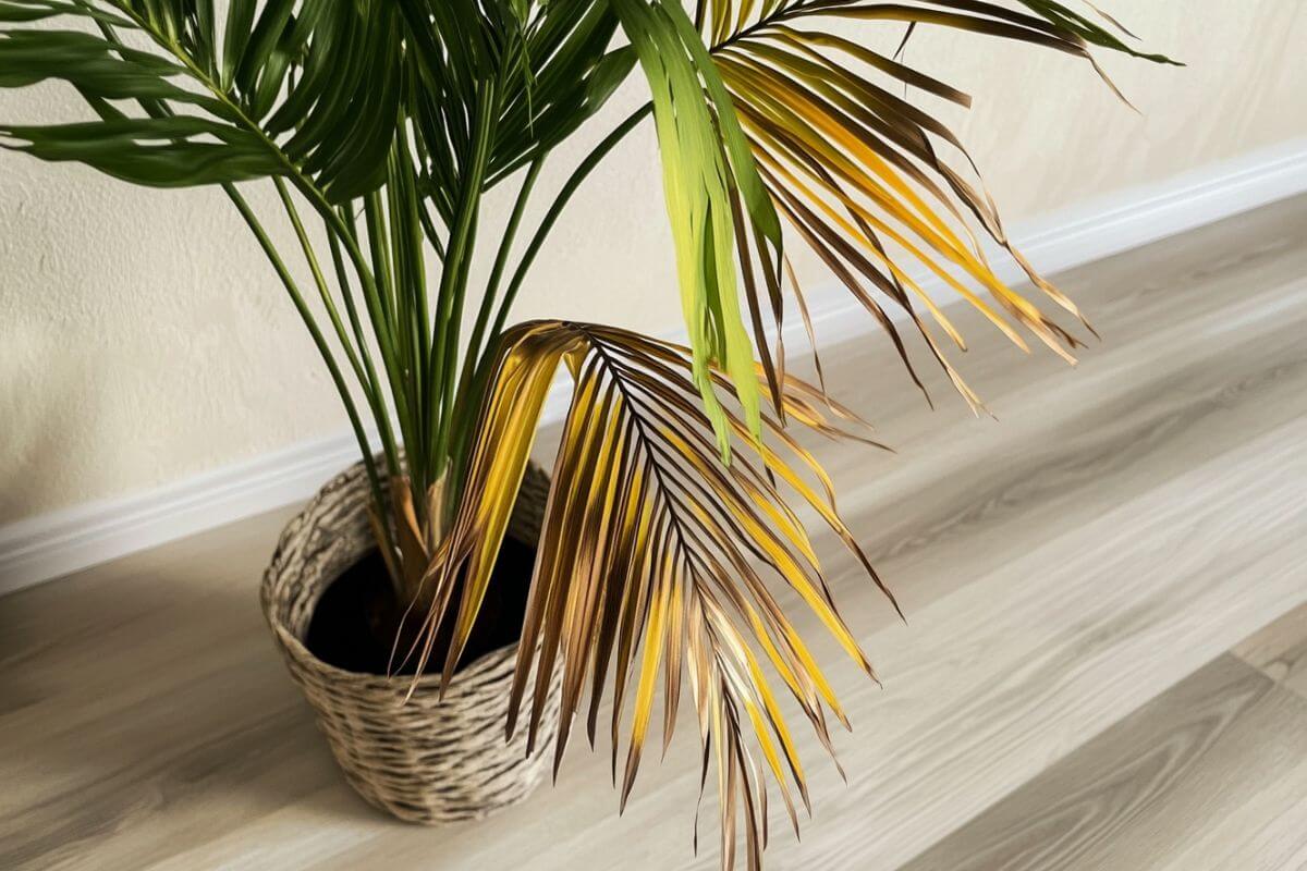 A potted indoor palm tree with some of its leaves turning brown and yellow at the tips sits on a light-colored wooden floor against a beige wall.