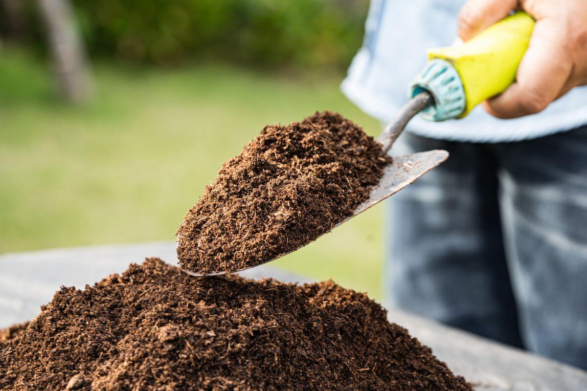 A person's hand holding a green-handled trowel with a heap of brown loamy soil. The trowel is positioned above a larger pile of soil on the ground, getting ready to plant a Yellow Bird of Paradise.
