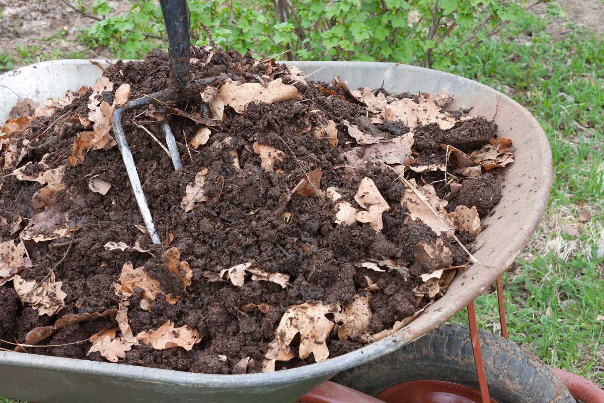 A wheelbarrow filled with a mix of humus and dry leaves, with a pitchfork leaned against it. 