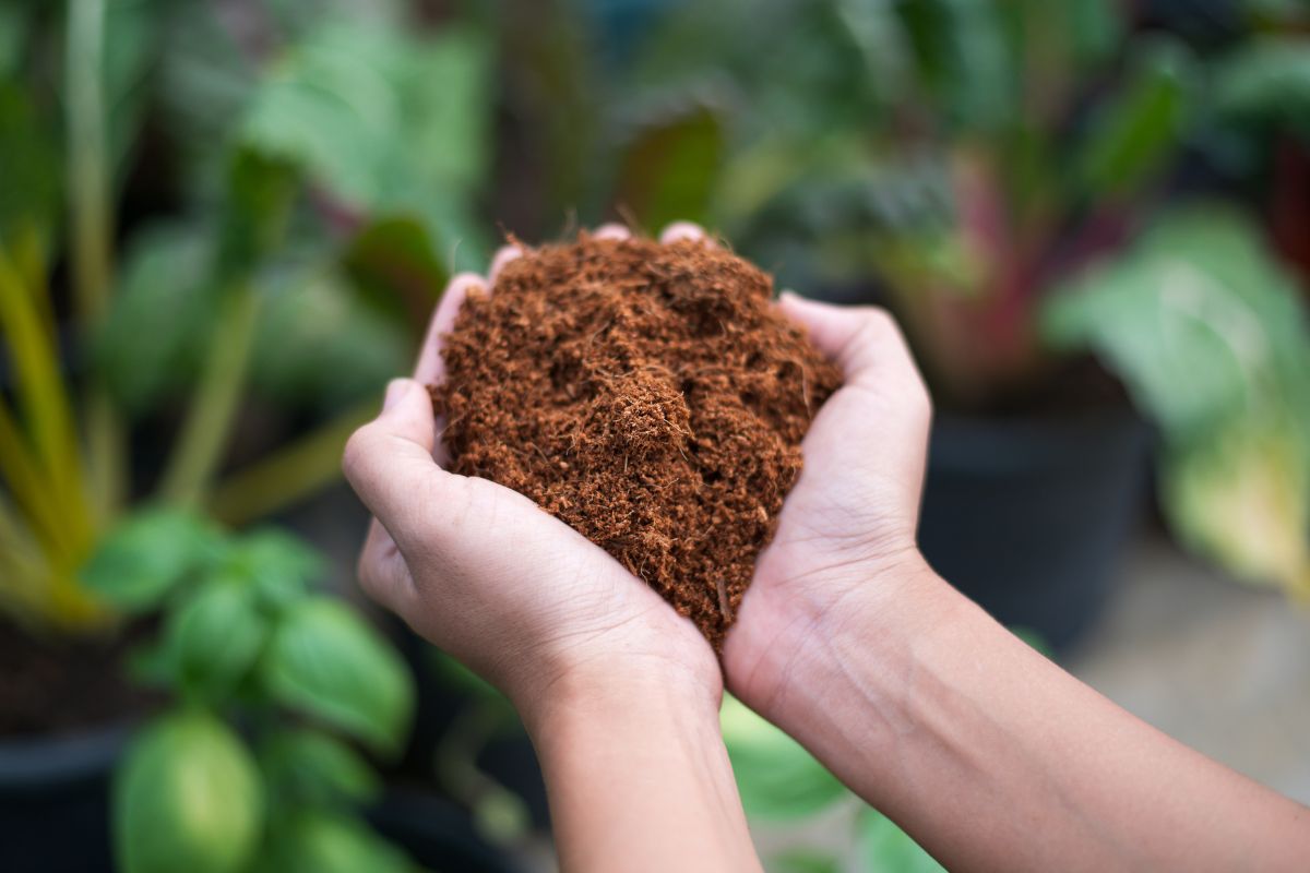 A gardener’s hands cupping the ideal soil mix for the Alocasia plant.