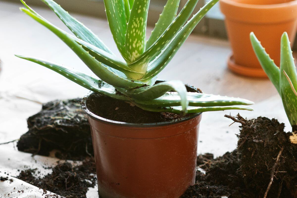 A potted aloe vera plant sits on a surface with some spilled soil around it. 