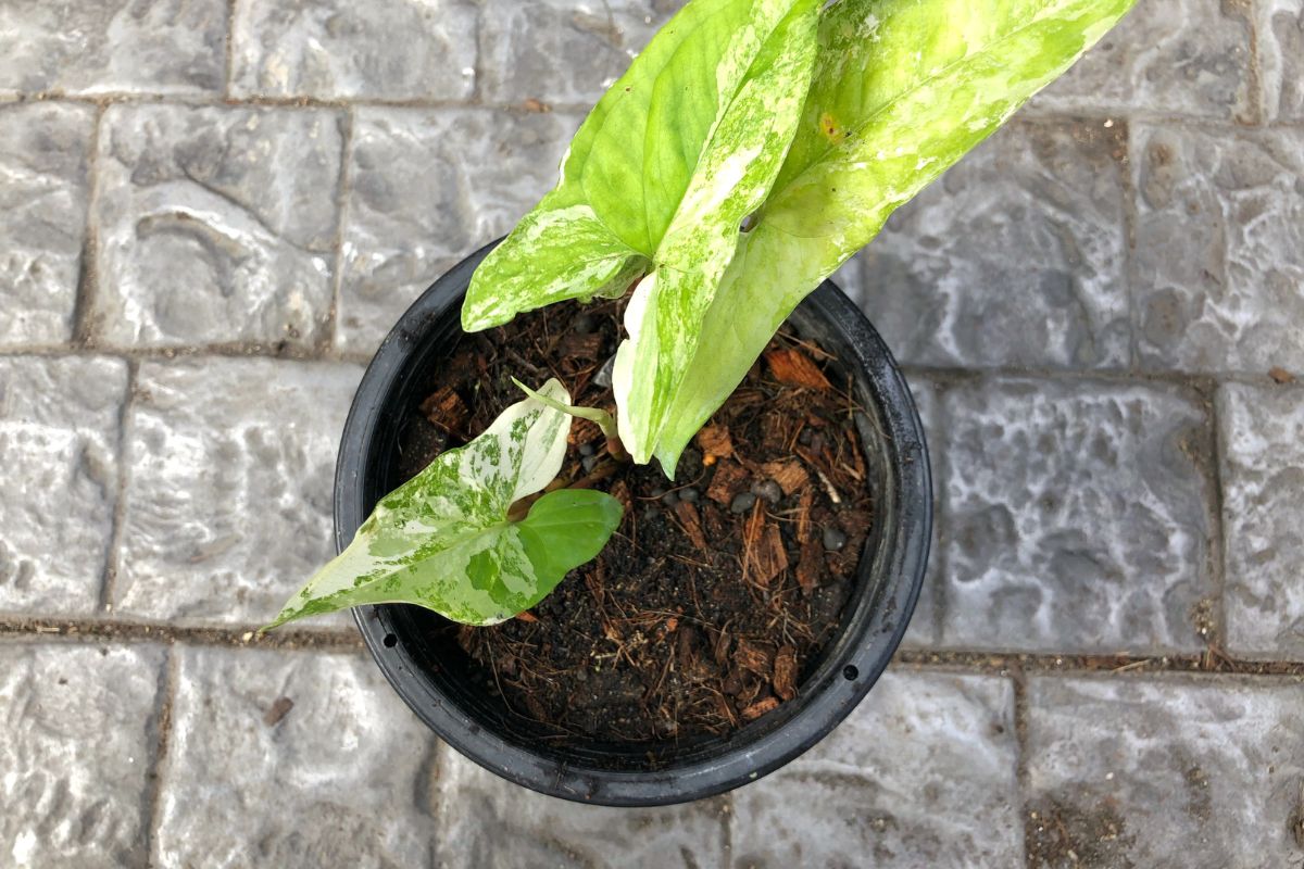 A top-down view of a small arrowhead plant in a pot on the ground.