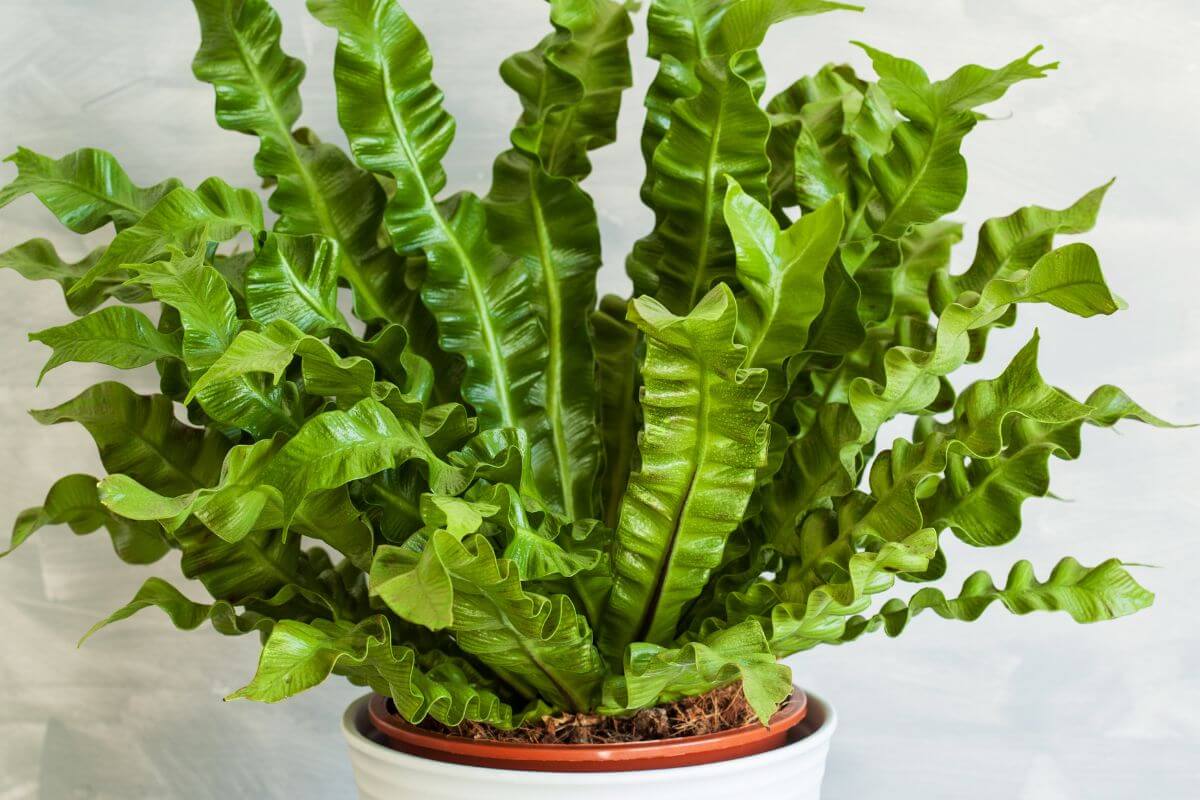 A lush bird's nest fern in a white pot with a terracotta interior.