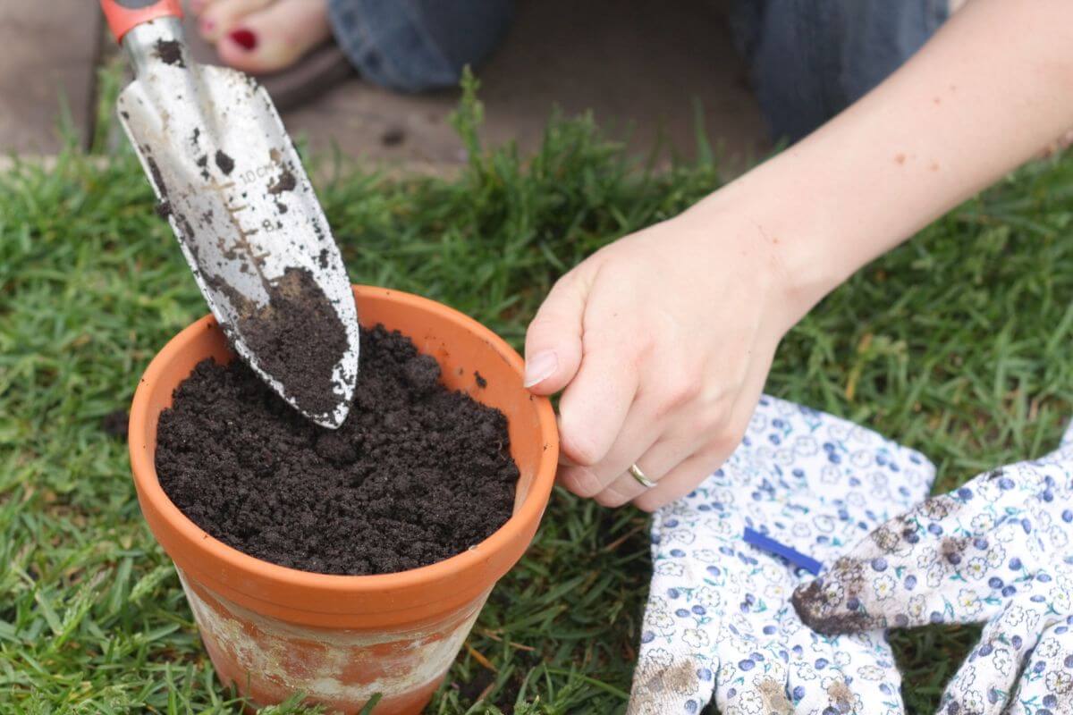 A person is using a small gardening trowel to fill a terracotta pot with soil for Chinese Evergreen.