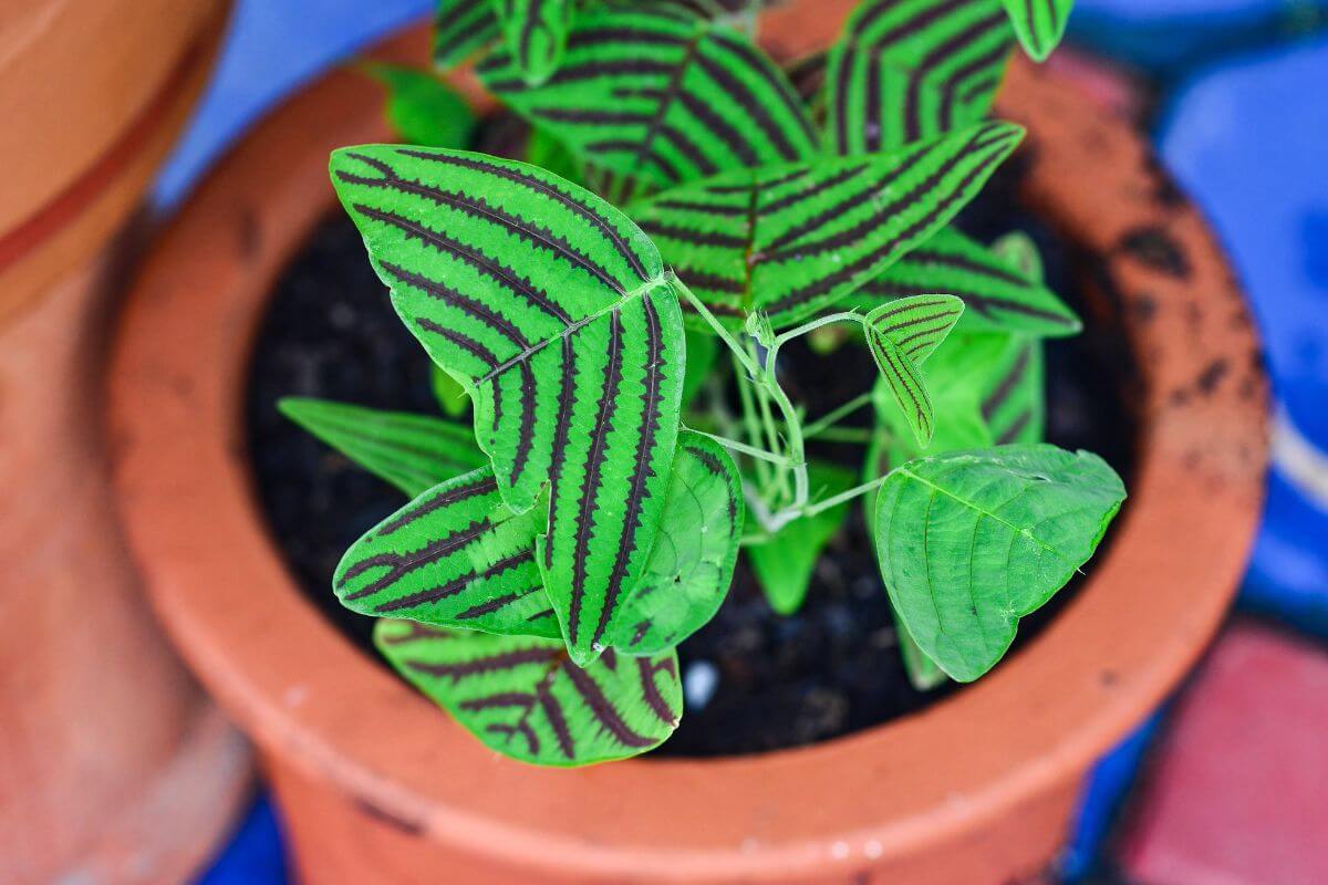 A close-up view of a potted swallowtail plant with vibrant green leaves featuring striking dark purple, parallel stripes.