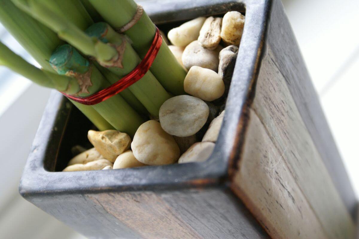 Close-up of a potted lucky bamboo with green stems tied together with a red string.