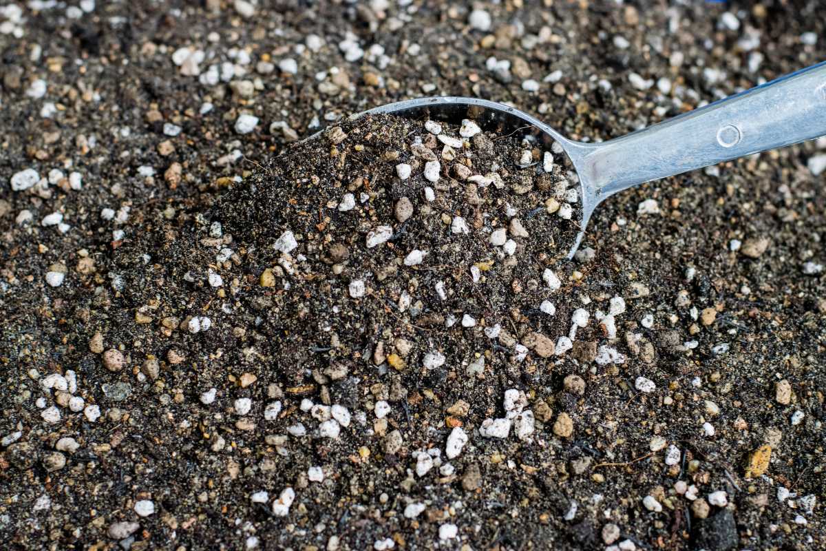 A scoop resting in a mixture of soil and perlite. The soil appears dark and rich, while the white perlite provides contrast. 