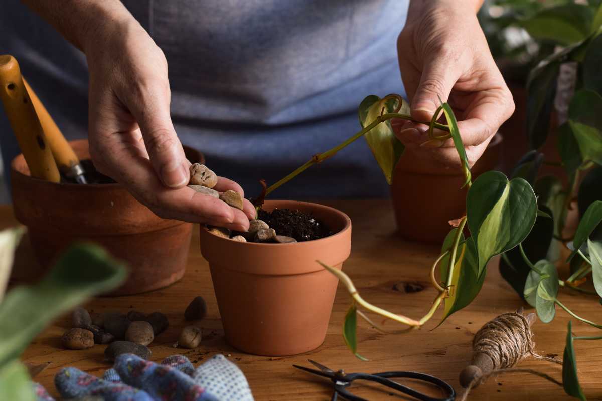 A person is placing small rocks into a terracotta pot filled with soil, preparing to plant a pothos cutting. 